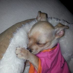 Meet your Posher, Anna renee